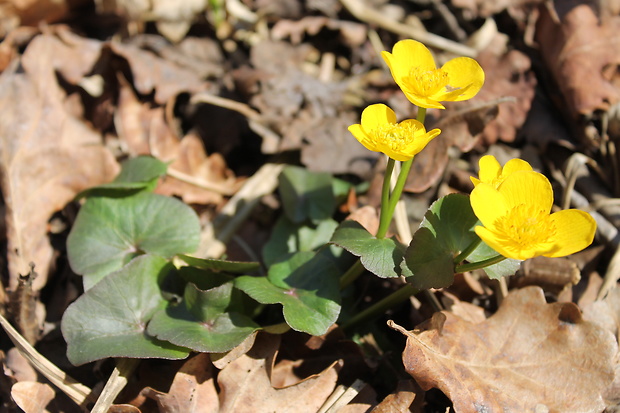 záružlie močiarne Caltha palustris L.