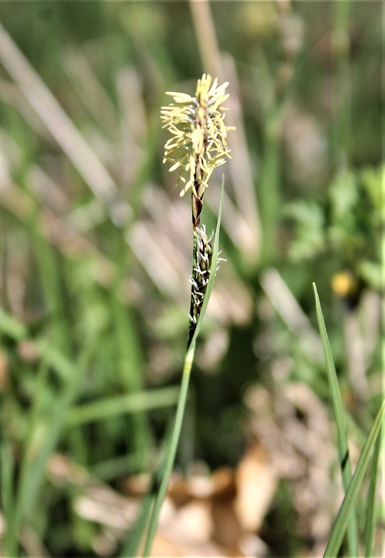 ostrica Carex sp.