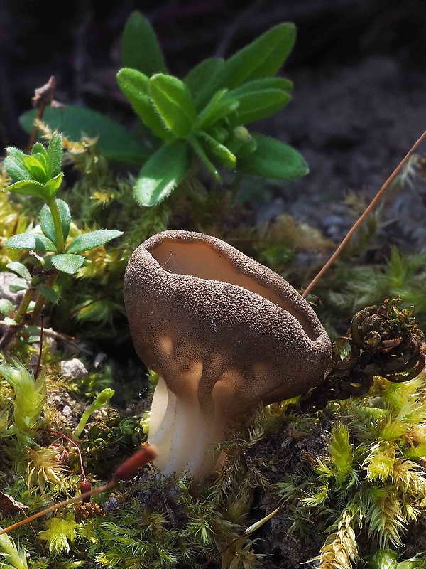 chriapač kalíškovitý Helvella acetabulum (L.) Quél.