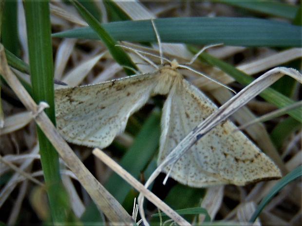 listnatka kručinkova Hypoxystis pluviaria