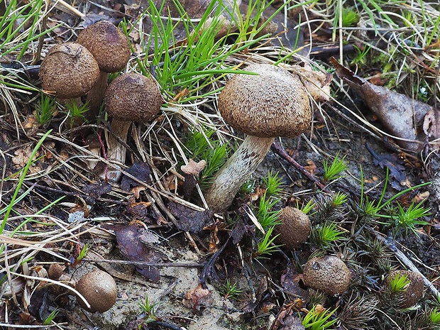 vláknica plstnatá Inocybe lacera (Fr.) P. Kumm.