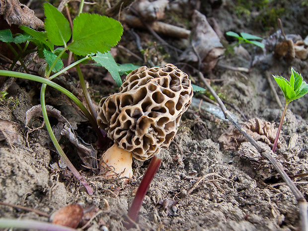 smrčok jedlý Morchella esculenta (L.) Pers.