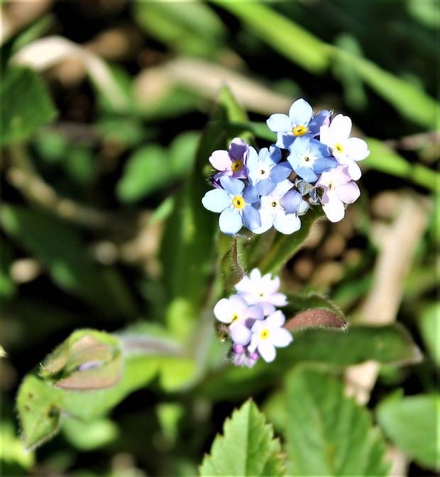 nezábudka lesná Myosotis sylvatica Ehrh. ex Hoffm.