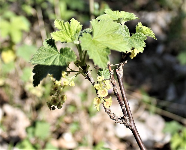 ríbezľa Ribes ssp.