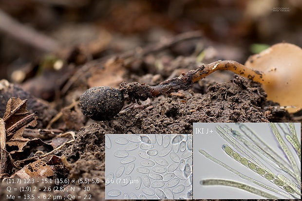 hľuznatka  Sclerotinia ficariae Rehm