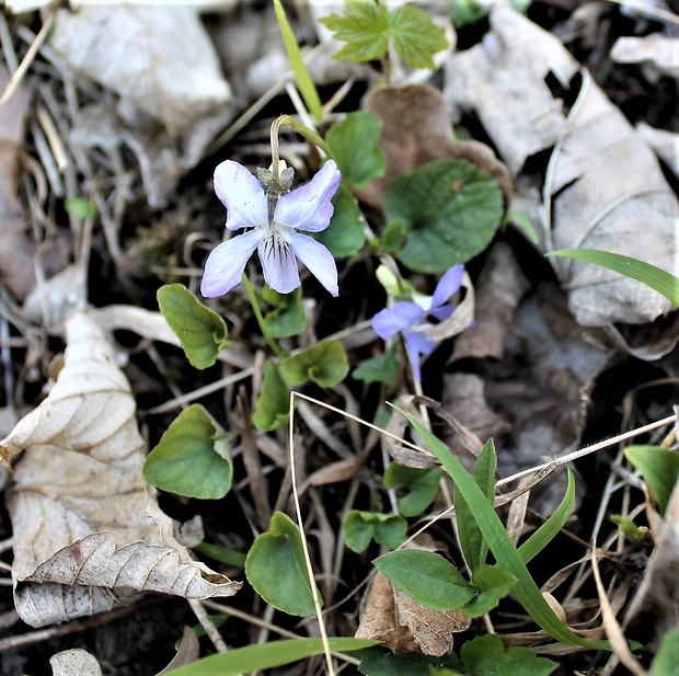 fialka Viola sp.