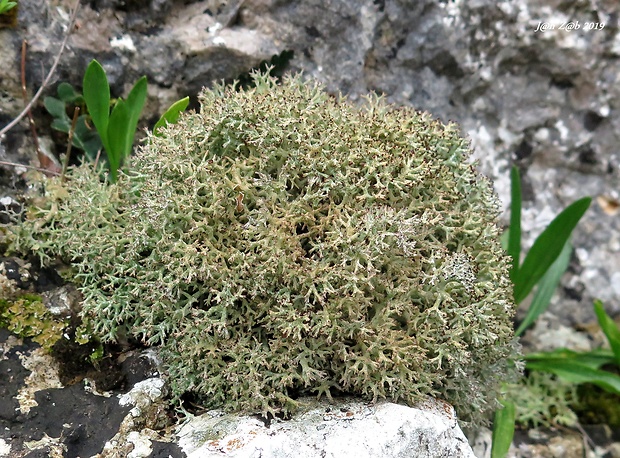 dutohlávka rozkonárená Cladonia rangiformis Hoffm.