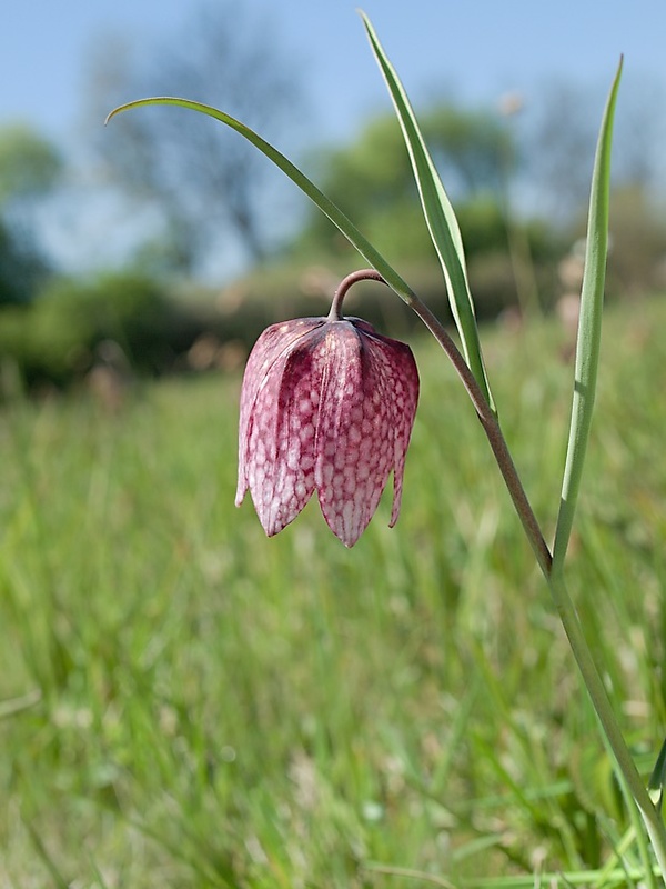 korunkovka strakatá Fritillaria meleagris L.