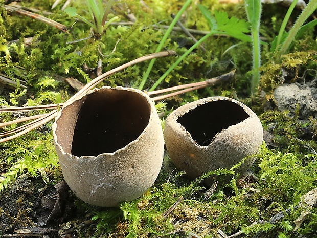 chriapač sosnový Helvella leucomelaena (Pers.) Nannf.