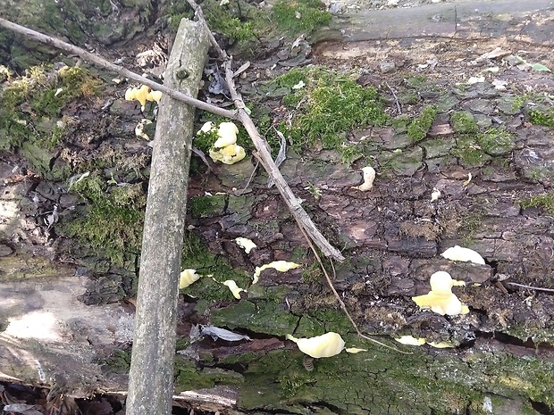 sírovec obyčajný Laetiporus sulphureus (Bull.) Murrill