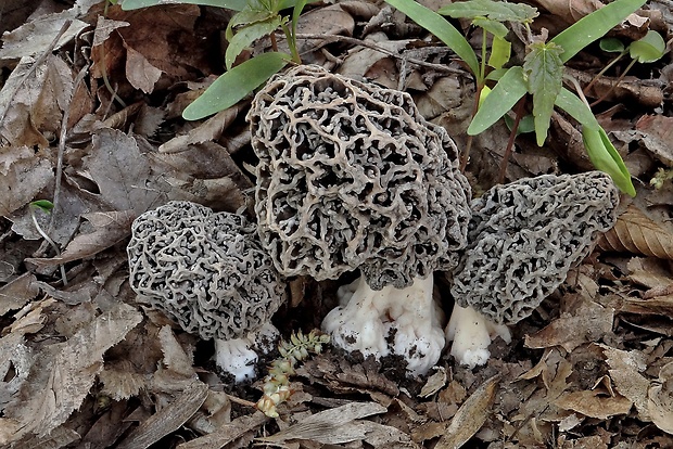 smrčok Morchella sp.