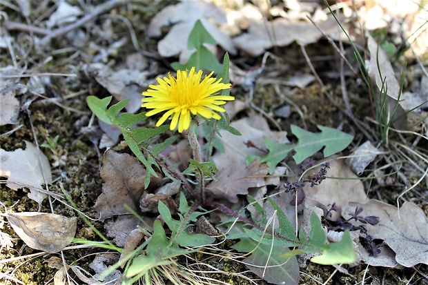 púpava Taraxacum ssp.