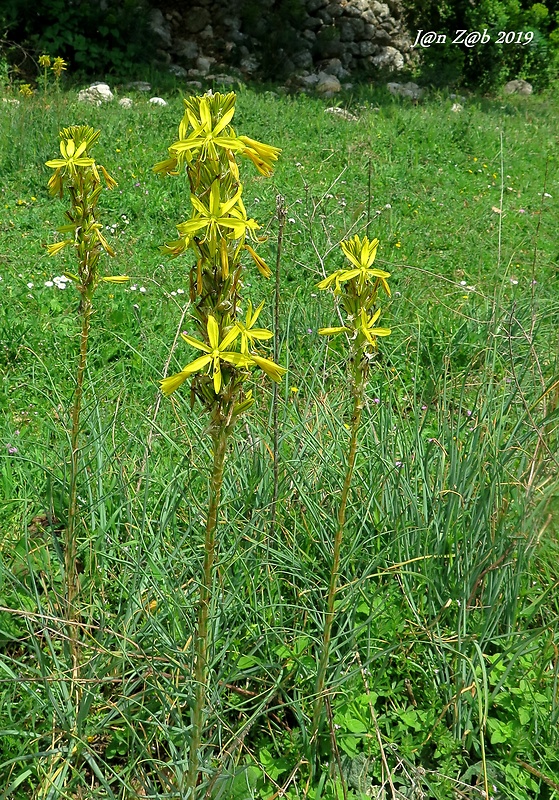 asfodelka žltá Asphodeline lutea    (L.) Rchb.