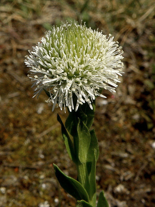 guľôčka bodkovaná - albín  Globularia punctata Lapeyr.