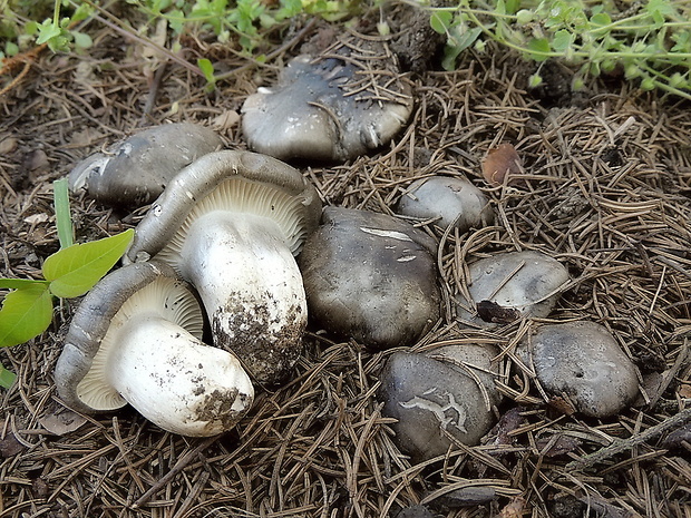 šťavnačka marcová Hygrophorus marzuolus (Fr.) Bres.