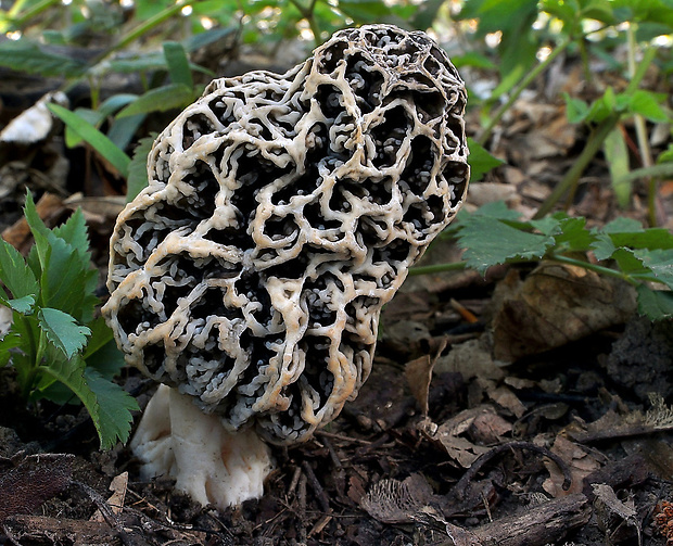 smrčok Morchella sp.