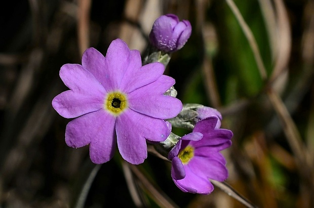 prvosienka pomúčená Primula farinosa L.