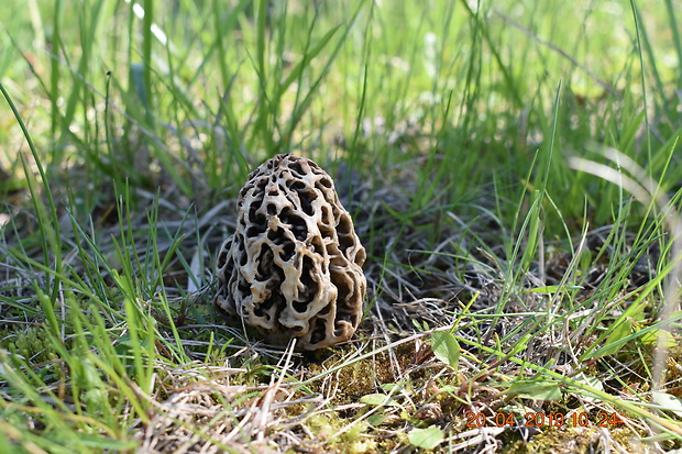 smrčok jedlý Morchella esculenta (L.) Pers.