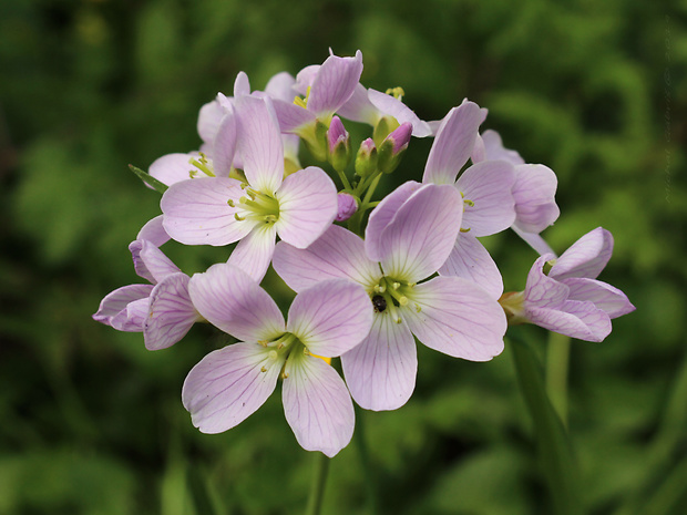 žerušnica lúčna Cardamine pratensis L.