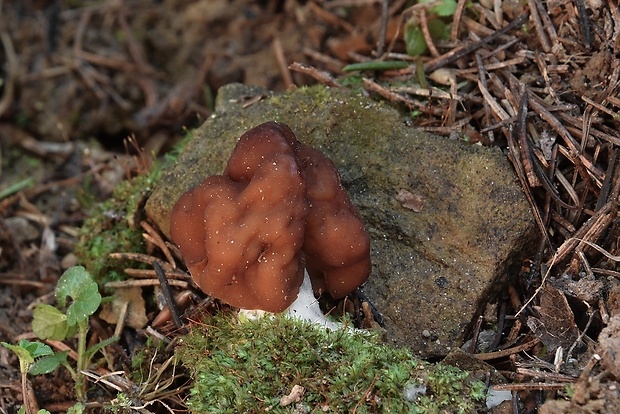 ušiak obyčajný Gyromitra esculenta (Pers.) Fr.