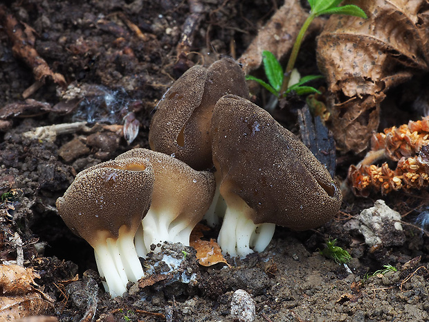 chriapač kalíškovitý Helvella acetabulum (L.) Quél.