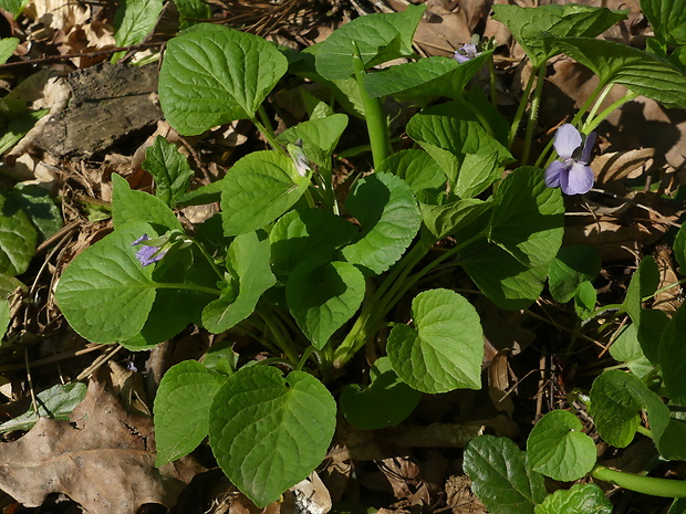 fialka podivuhodná Viola mirabilis L.