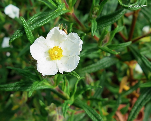 cistus montpellierský Cistus monspeliensis L.