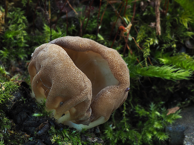 chriapač kalíškovitý Helvella acetabulum (L.) Quél.