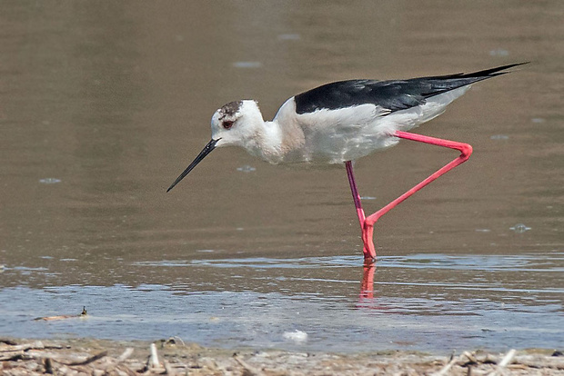 šišila bocianovitá samec Himantopus himantopus