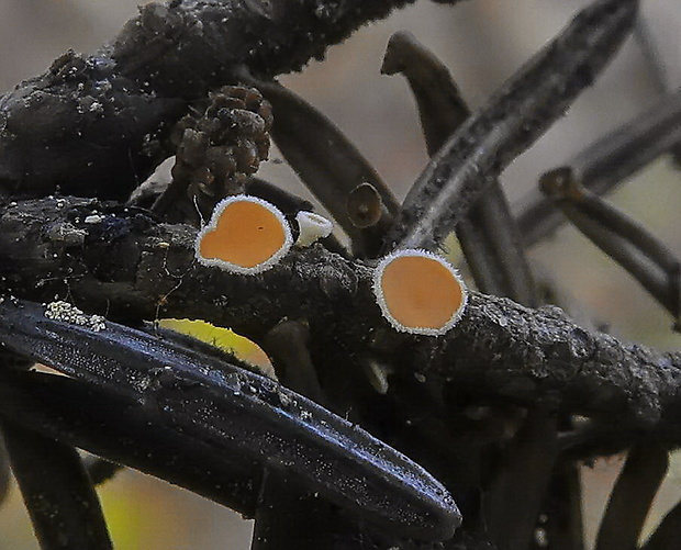 vlnuška Lachnellula sp.