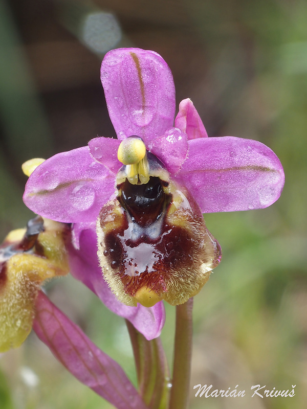 hmyzovník Ophrys tenthredinifera Willd.