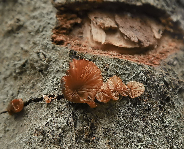 pňovka fialovohnedá Panellus violaceofulvus (Batsch) Singer