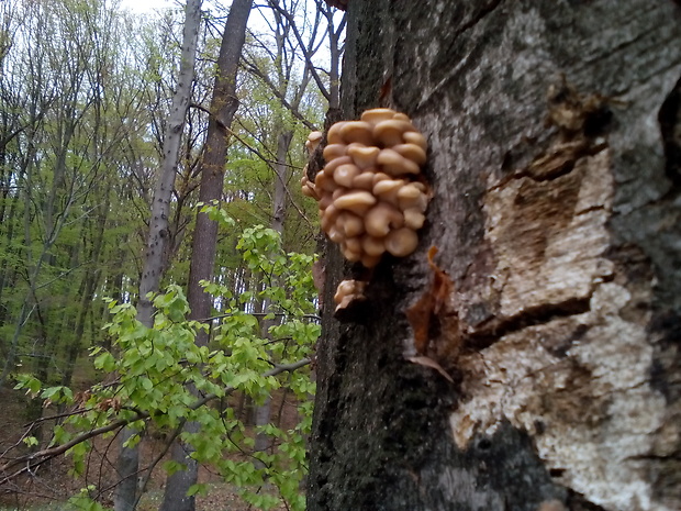 hliva buková Pleurotus pulmonarius (Fr.) Quél.