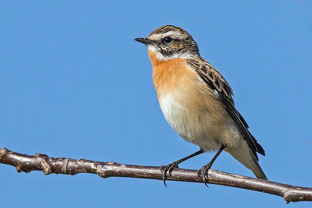 pŕhľaviar červenkastý  Saxicola rubetra