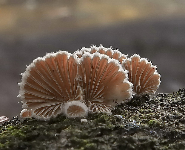 klanolupeňovka obyčajná Schizophyllum commune Fr.