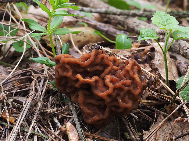 ušiak obyčajný Gyromitra esculenta (Pers.) Fr.