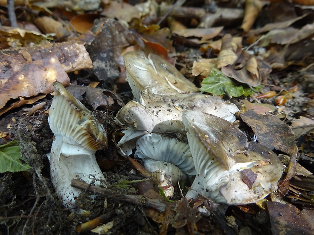 šťavnačka marcová Hygrophorus marzuolus (Fr.) Bres.