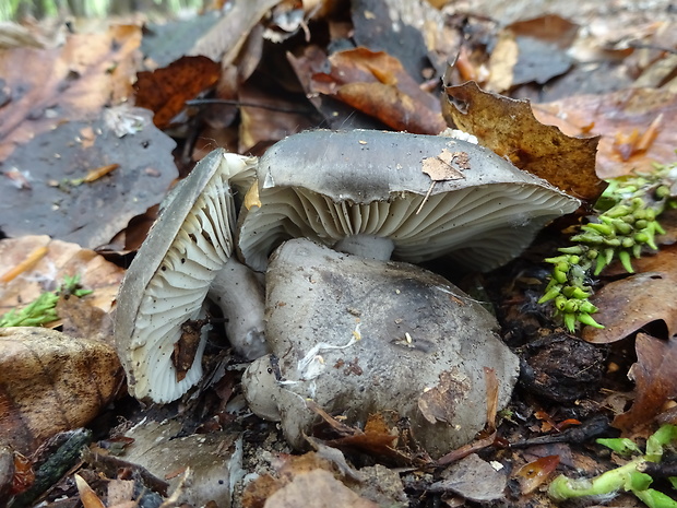 šťavnačka marcová Hygrophorus marzuolus (Fr.) Bres.