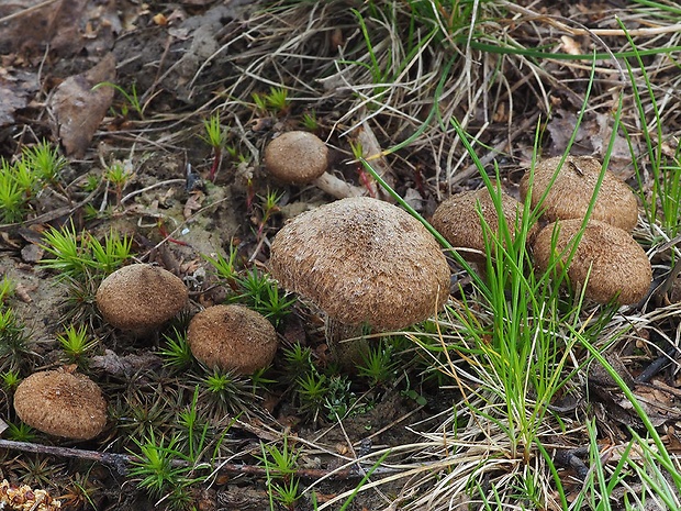 vláknica plstnatá Inocybe lacera (Fr.) P. Kumm.