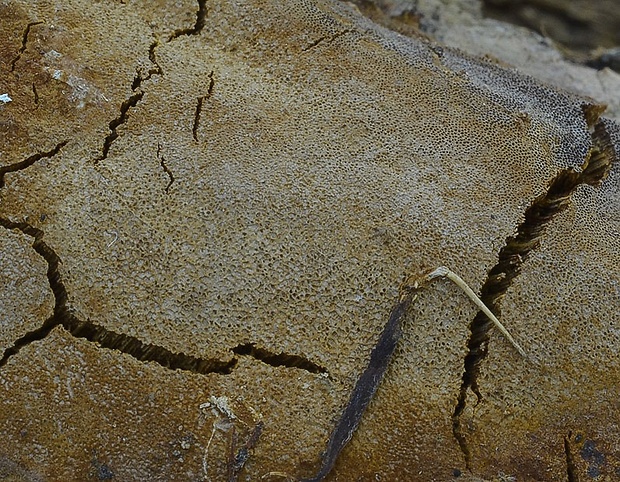 ohňovec teplomilný Phellinus pseudopunctatus A. David, Dequatre & Fiasson