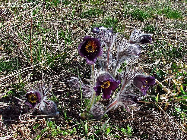 poniklec lúčny český Pulsatilla pratensis subsp. bohemica Skalický