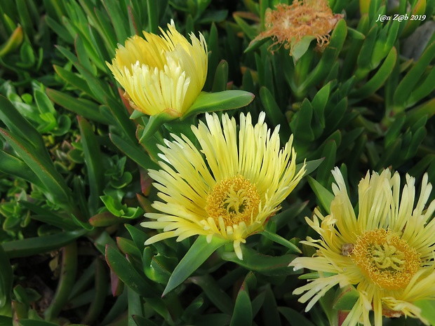 kosmatcovník jedlý Carpobrotus edulis (L.) N.E. Br.