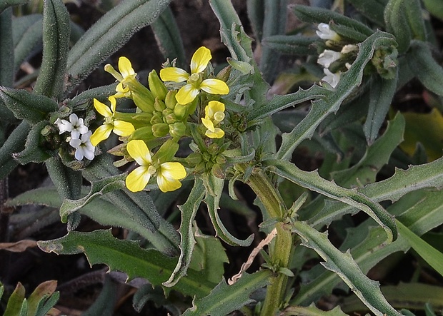 horčičník rozložitý Erysimum repandum L.