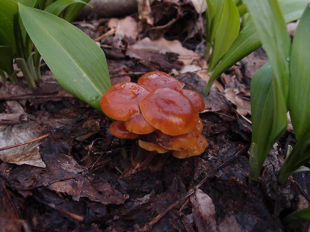 plamienka Flammulina sp.