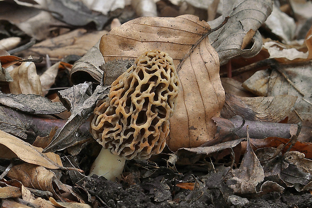 smrčok jedlý Morchella esculenta (L.) Pers.