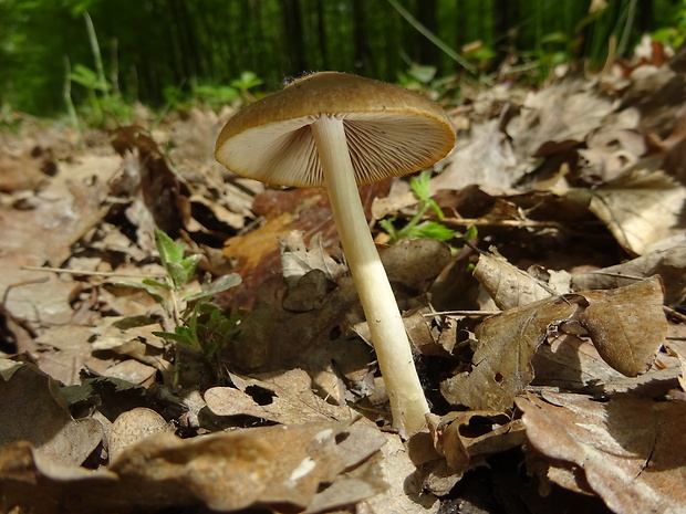 drobuľka Psathyrella sp.