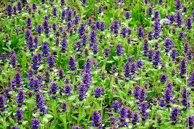 zbehovec ženevský Ajuga genevensis L.