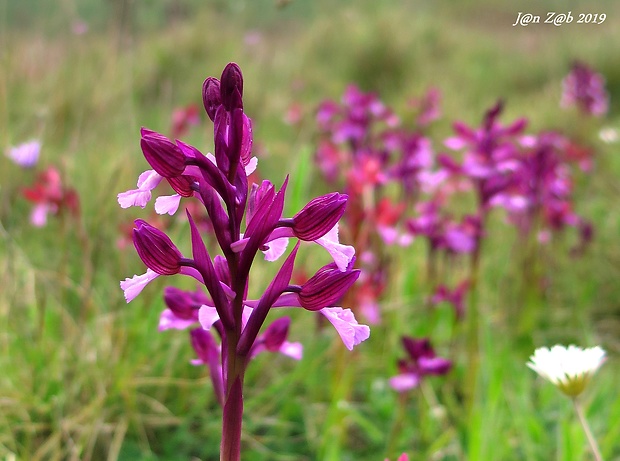 červenohlav Anacamptis x gennari (Rchb. F.) H. Kretz., Eccarius & H. Dietr.