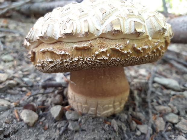 hríb sosnový Boletus pinophilus Pil. et Dermek in Pil.