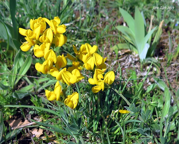 kručinkovec  Cytisus decumbens  (Durande) Spach